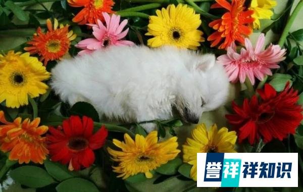 投资一家宠物殡葬加盟店的费用，前期需要准备什么？