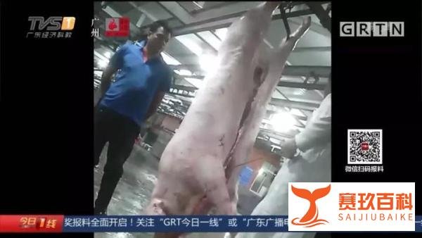 病死猪肉在正规肉联厂“洗白”,每日流入市场上千斤,涉案人已被抓