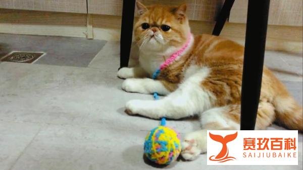 猫咪为什么爱玩毛线球？「科瑞卡科普」