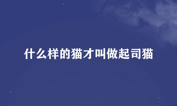 什么样的猫才叫做起司猫
