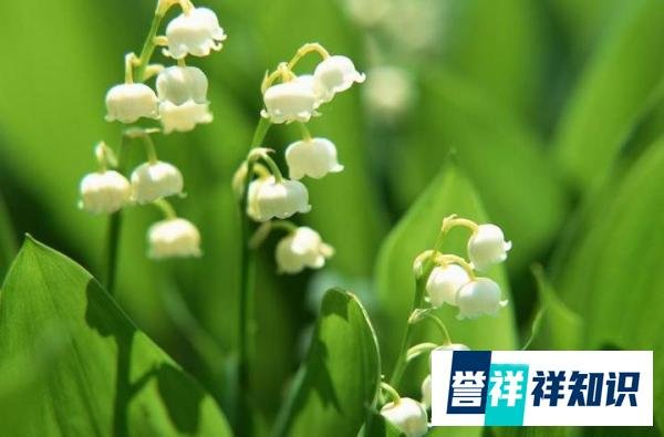关于风铃草的花语和传说——风铃草适合送给这些人