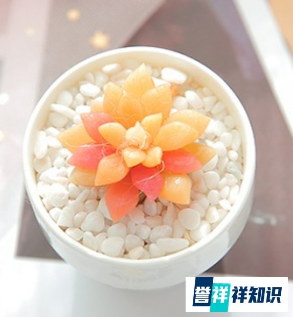 多肉吹雪怎么养才会红