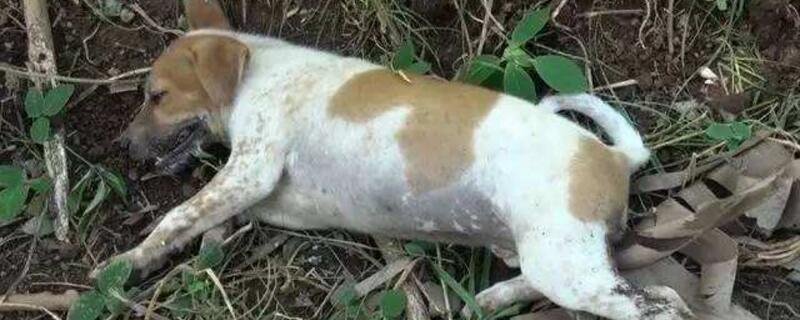 狗狗吃太多了会撑死吗？