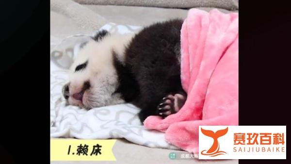 熊猫宝宝过冬裹紧小被子太奶乎乎了！熊猫宝宝的可爱瞬间来咯