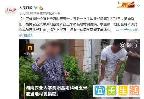 湖南高校实验玉米被村民偷摘，学生气到住院！当地正动员村民交回