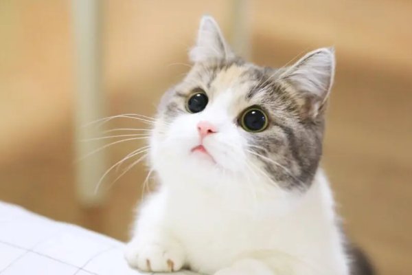 什么是温顺？