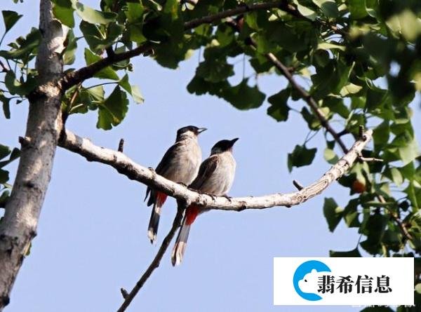 成语故事:一枝之栖