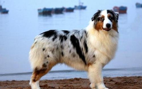 牧羊犬因滑滑板下30级楼梯而走红,对此你有什么看法?
