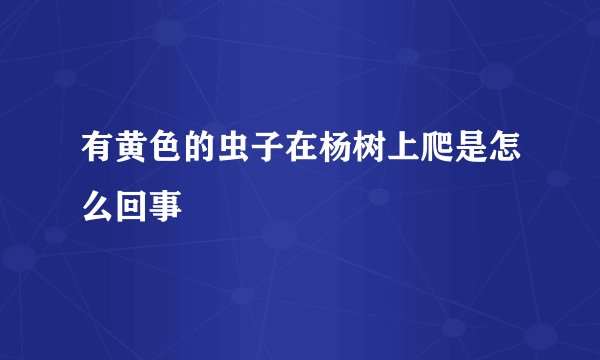 有黄色的虫子在杨树上爬是怎么回事
