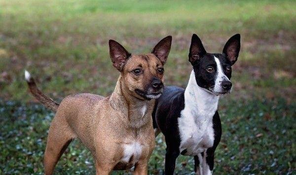 207个品种纯种犬介绍三十二(万能梗和美国无毛梗)