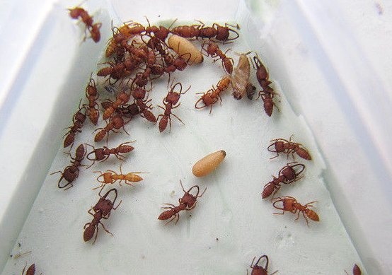 蚂蚁遇到火灾怎样逃生