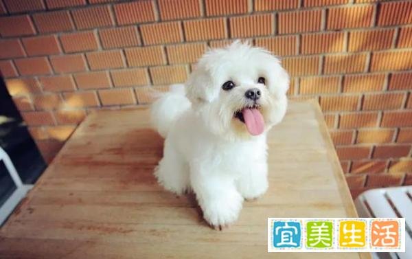 在成都开宠物店需要办理哪些手续?