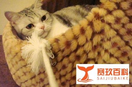 猫咪为什么爱玩毛线球?「科瑞卡科普」