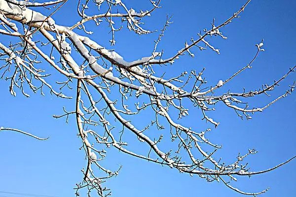 落雪的拼音