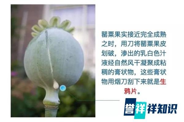 850元一斤的罂粟壳，黑心火锅店的财富密码