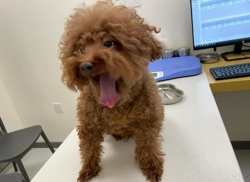 狗狗脓皮症用什么药最好