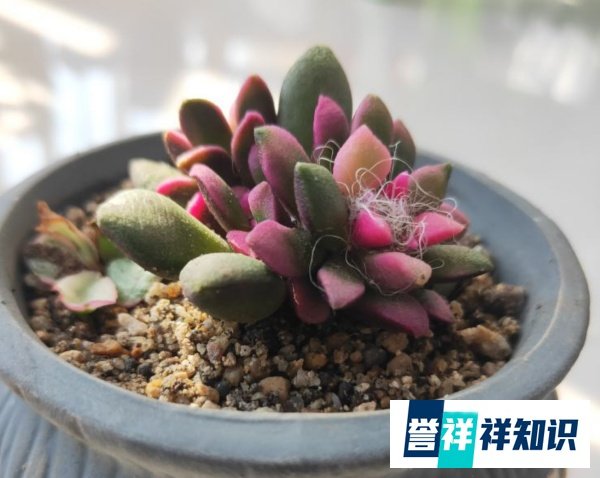 多肉吹雪怎么养才会红