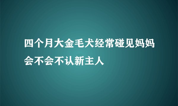 四个月大金毛犬经常碰见妈妈会不会不认新主人