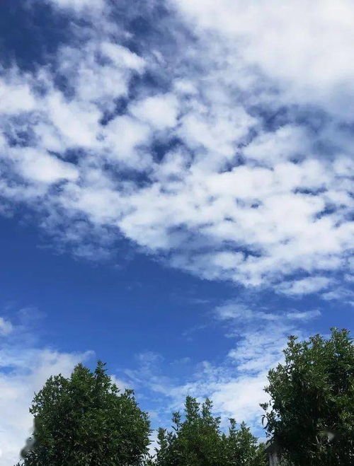 云树遥隔的意思