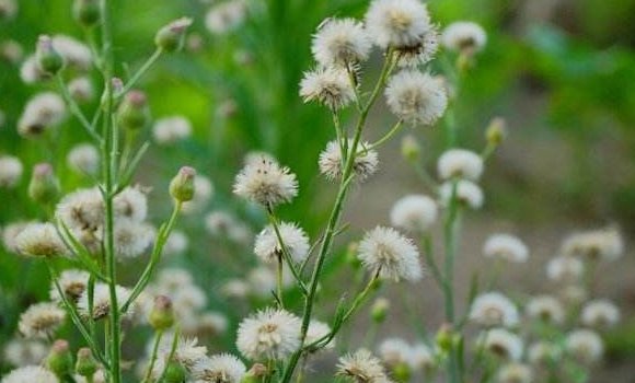 一年生植物是什么意思