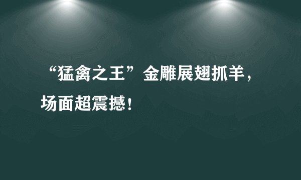 “猛禽之王”金雕展翅抓羊，场面超震撼！
