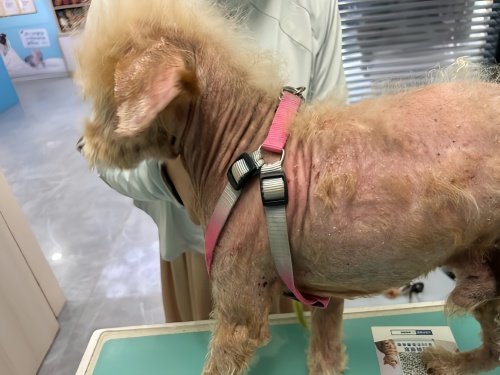 狗狗脓皮症用什么药最好