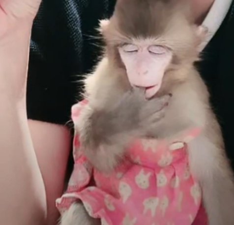 猴子抽烟涂口红直播带货，野保部门表示将叫停，如何从法律角度解读此事件？