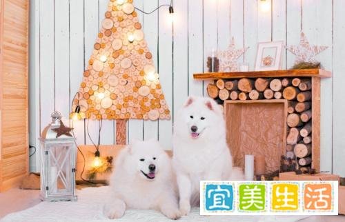 萨摩耶犬遭领养人男友捆绑丢弃，死亡后如何定责？
