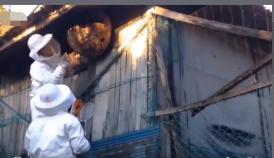 怎样赶走黄蜂