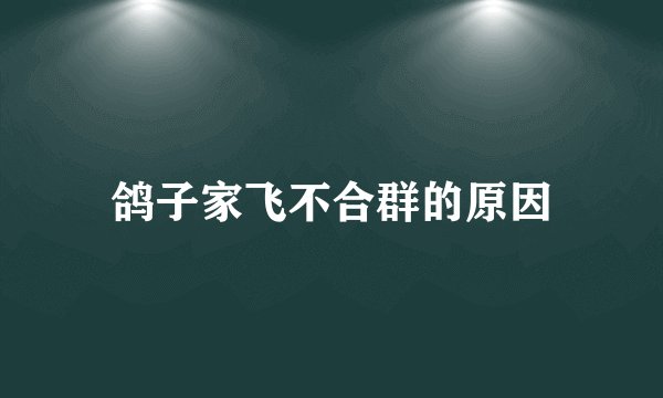 鸽子家飞不合群的原因