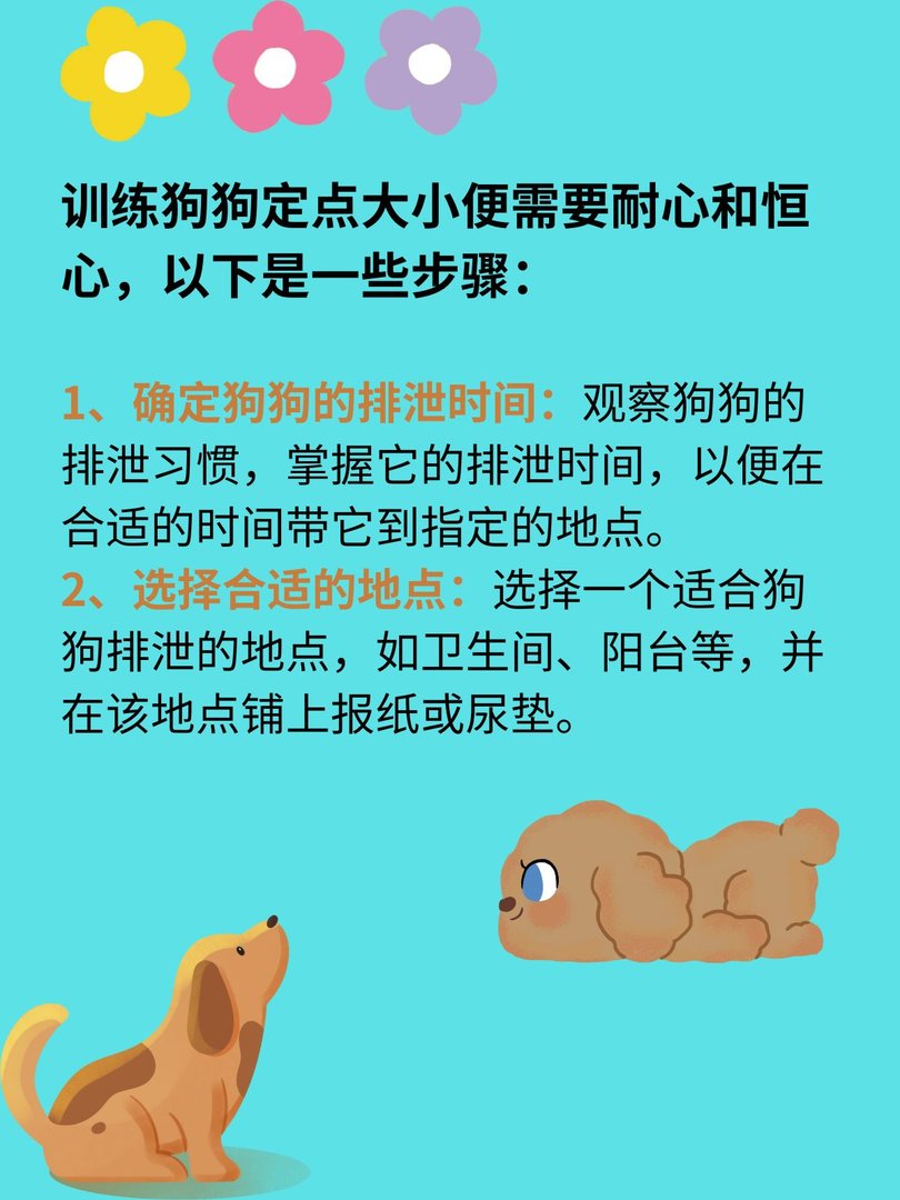 怎么训练狗狗定点大小便