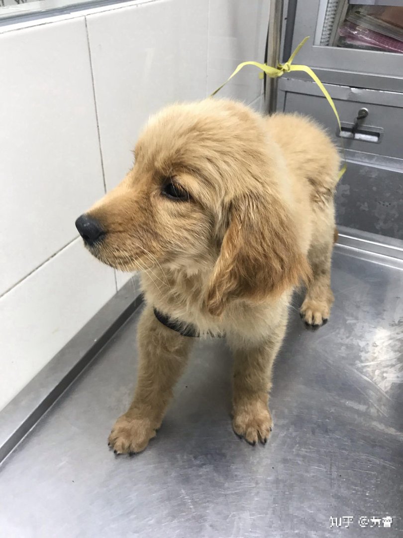 三个月小狗得犬瘟治愈率