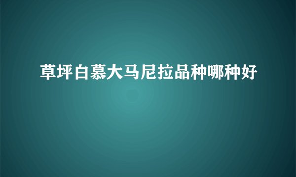 草坪白慕大马尼拉品种哪种好