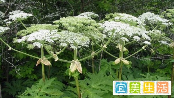 大豕草直径1.2米、高7米，人碰到容易三级烧伤，毒草已在欧美泛滥