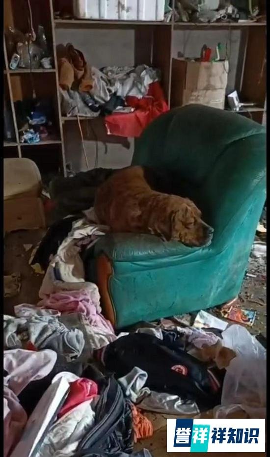 网曝一幼童吃泔水与流浪狗同住垃圾堆，且母亲患有精神疾病