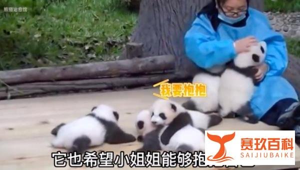 熊猫宝宝过冬裹紧小被子太奶乎乎了！熊猫宝宝的可爱瞬间来咯