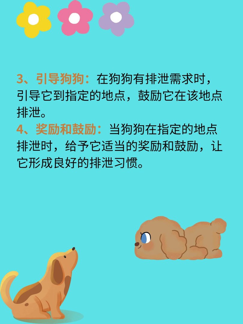 怎么训练狗狗定点大小便