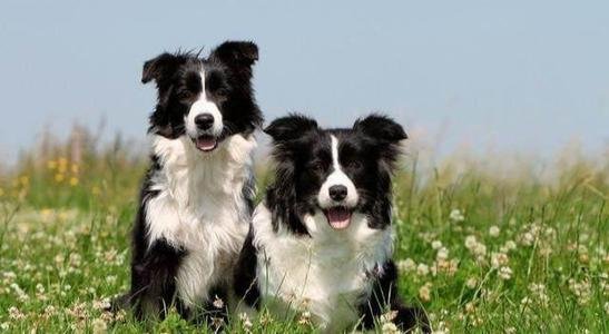 牧羊犬因滑滑板下30级楼梯而走红,对此你有什么看法?