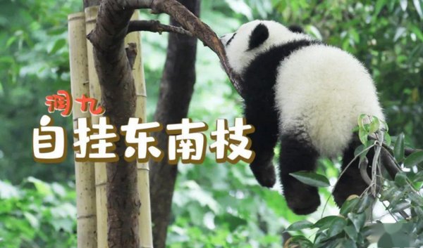 东南枝是什么意思？