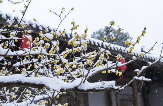 暗想玉容何所似;一枝春雪冻梅花 什么意思