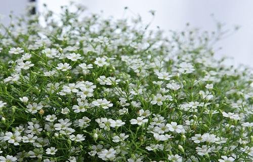 什么花的花语是梦境