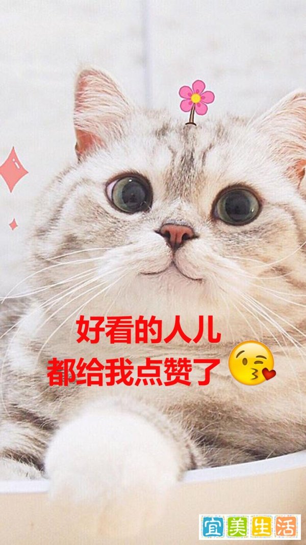 松木猫砂的优缺点有哪些