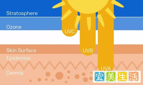 大豕草直径1.2米、高7米，人碰到容易三级烧伤，毒草已在欧美泛滥