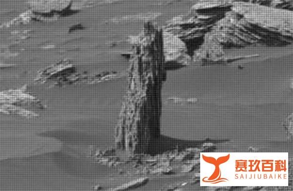 1999年，美国探测器拍到火星上有大树？天文学家：照片是真的