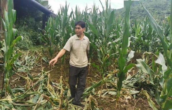 猪出没！2万头野猪泛滥，多地下发“通缉令”