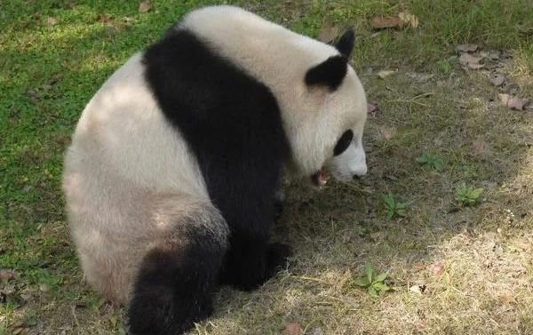 中动协属于国家吗