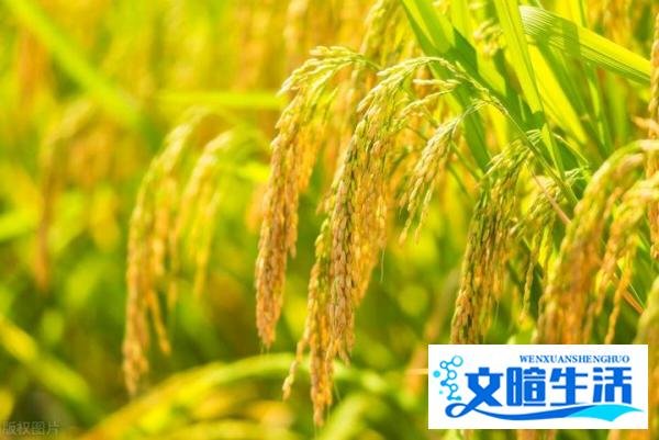7月11日入伏,入伏当天下雨好不好?看看老祖宗的经验