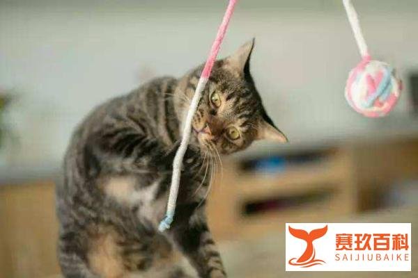 猫咪为什么爱玩毛线球?「科瑞卡科普」