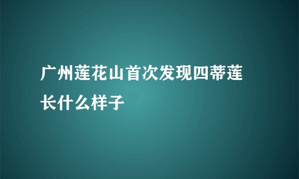 广州莲花山首次发现四蒂莲 长什么样子