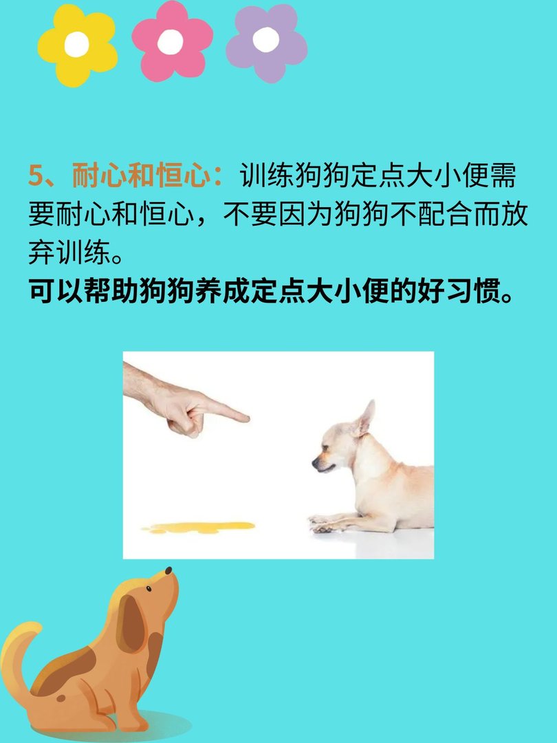 怎么训练狗狗定点大小便
